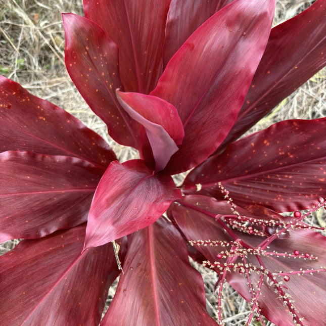 Hawaiian Lilinoe Red Ti Leaf Fresh Cuttings 6Inch Starter Logs X3