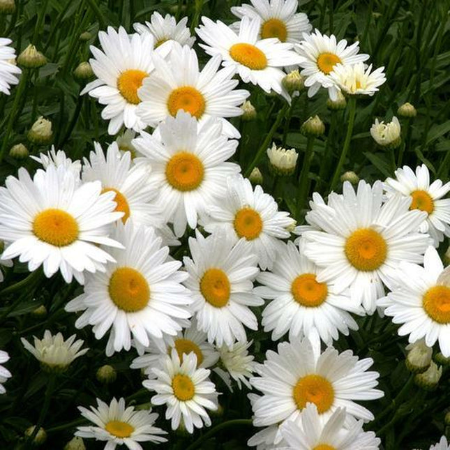 SHASTA DAISY Chrysanthemum Perennial Heirloom Flower Meadow Non-Gmo 500 Seeds!