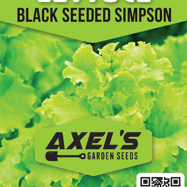 Lettuce Seeds - High Yield Heirloom Non-Gmo, Free Shipping, Black Seeded Simpson