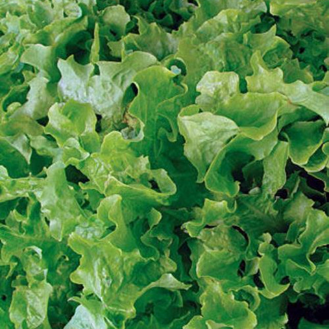 Lettuce Seeds, Salad Bowl Leaf Lettuce, NON-GMO Seed, Heirloom Seed, 1000 Seeds