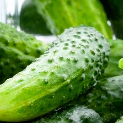 Boston Pickling Cucumber Seeds | NON-GMO Cucumber Seeds | Heirloom Garden Seeds