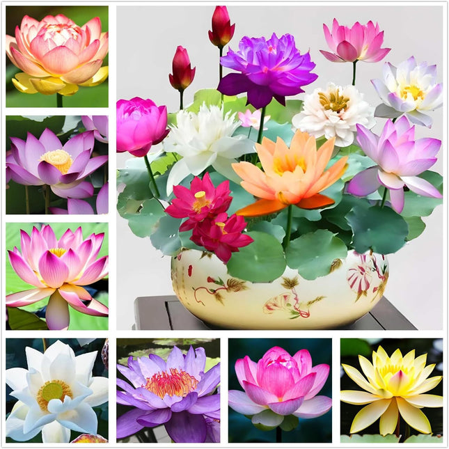 35 Pcs Bonsai Lotus Seeds for Planting Bowl Lotus Seeds, Water Lily Flower Plant
