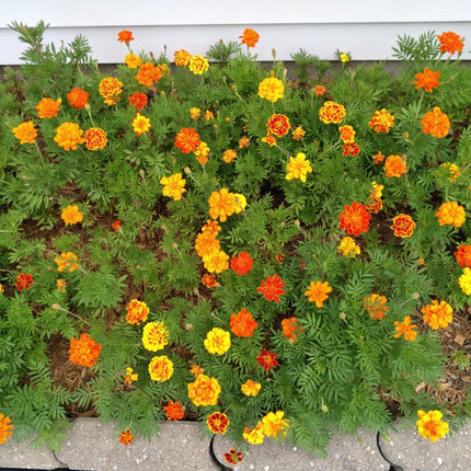Mixed Marigold Flower Seeds, Yellow, Orange & Red, 500 Seeds, Fresh, 2024