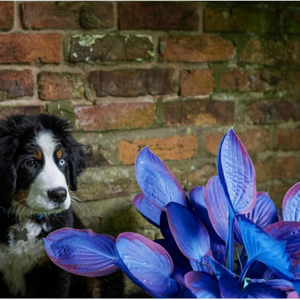 200Pcs, Mixed Hosta Seeds for Planting Hosta Plant Seeds Moderate Drought