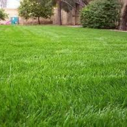 Annual Rye Grass Seed, (1 Lb. Pack), Grass Seed, Cool Season Gulf Rye Grass Seed
