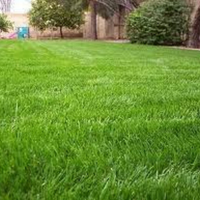 Annual Rye Grass Seed, (1 Lb. Pack), Grass Seed, Cool Season Gulf Rye Grass Seed