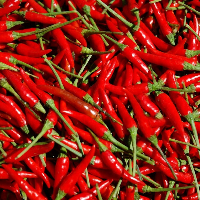 100 Seeds HEIRLOOM THAI CHILI HOT PEPPER FRESH SEEDS, USA