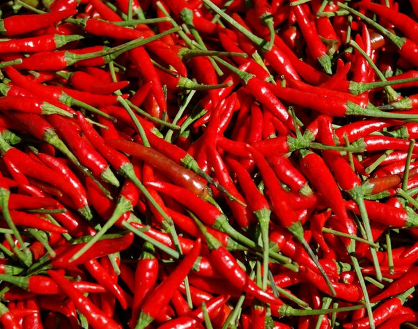 100 Seeds HEIRLOOM THAI CHILI HOT PEPPER FRESH SEEDS, USA