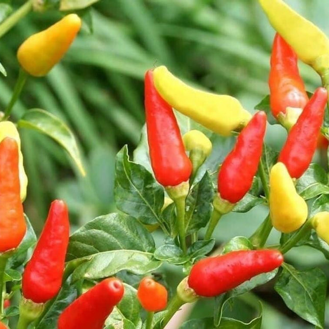 30+Tabasco Hot Pepper Seeds Hot Chili Pepper Made Tabasco Sauce Fresh Garden USA