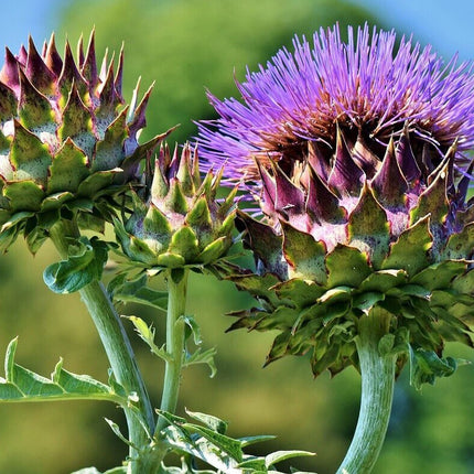15+Purple Romagna Artichoke Seeds Italian Artichoke Perennial Plant Seeds USA