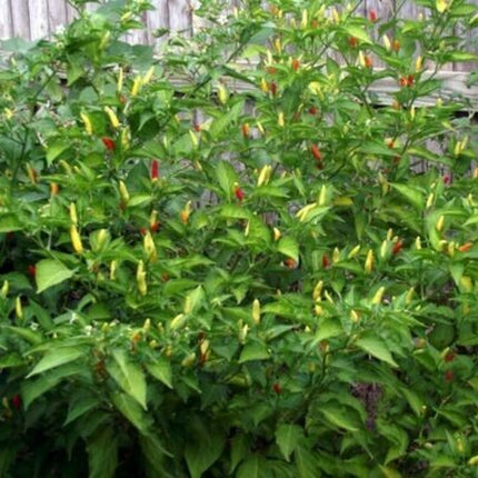 30+Tabasco Hot Pepper Seeds Hot Chili Pepper Made Tabasco Sauce Fresh Garden USA