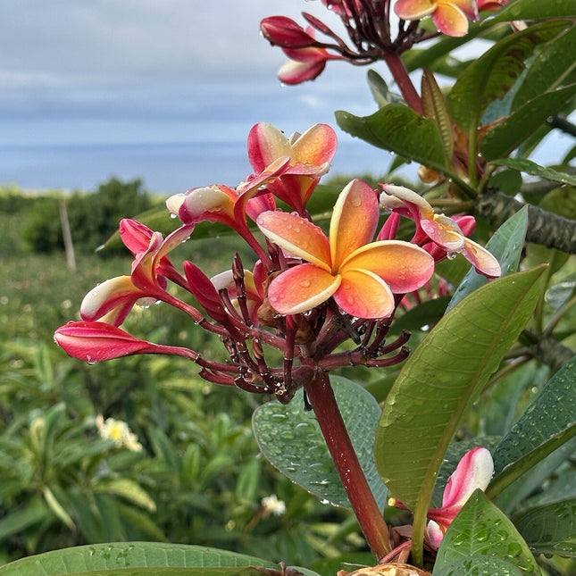 Candy Stripe Original Plumeria Fresh Cutting Double Head 10Inch Unrooted X1