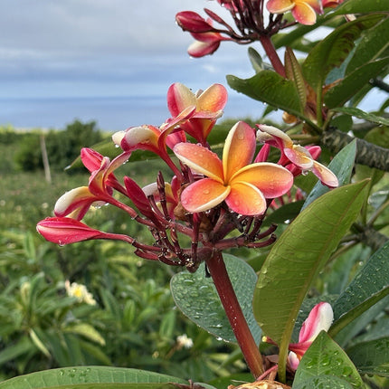 Candy Stripe Original Plumeria Fresh Cutting Double Head 10Inch Unrooted X1