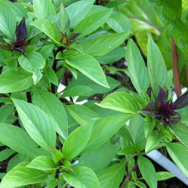 100+ Thai Basil Seeds(Ocimum Basilicum)Khme