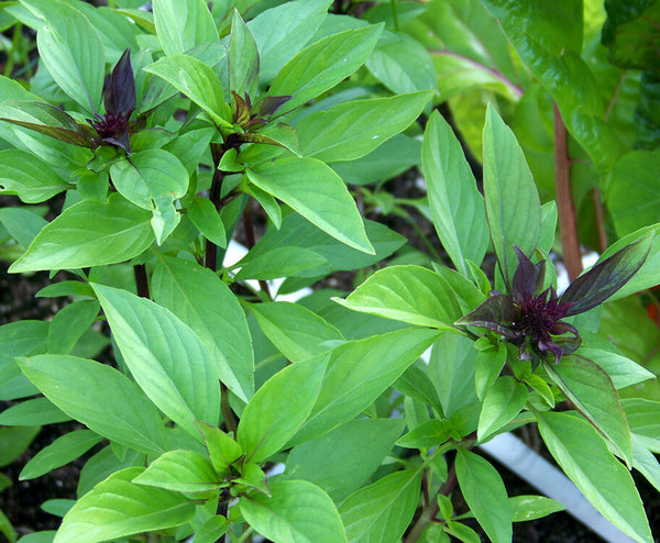 100+ Thai Basil Seeds(Ocimum Basilicum)Khme