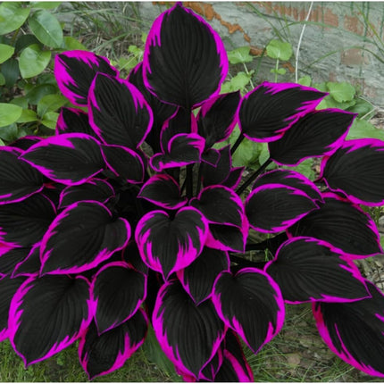 Black Red Hosta Seeds for Planting Grow Easily Hosta Plant Seeds Low Maintenance