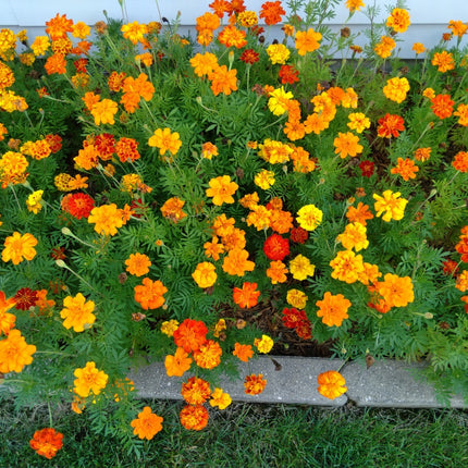 Mixed Marigold Flower Seeds, Yellow, Orange & Red, 500 Seeds, Fresh, 2024