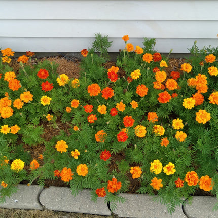 Mixed Marigold Flower Seeds, Yellow, Orange & Red, 500 Seeds, Fresh, 2024