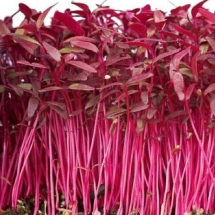 1000+Red Garnet Amaranth Seeds Red Spinach Kiwicha Microgreens Garden Seeds USA
