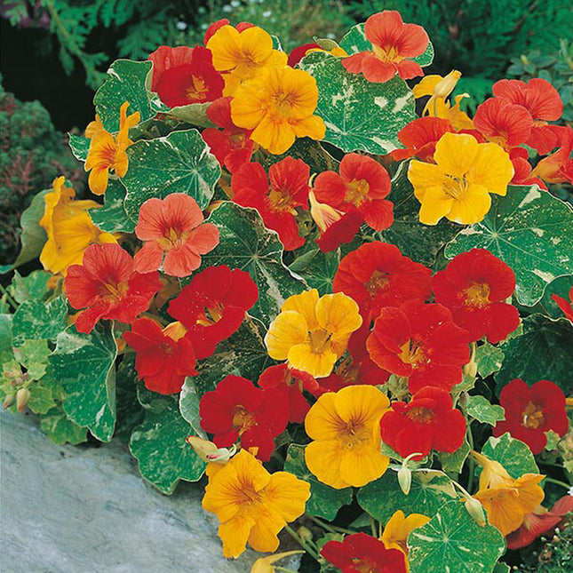 Alaska Mix Nasturtium Seeds | Edible Flowers & Leaves | Heirloom/Non-G