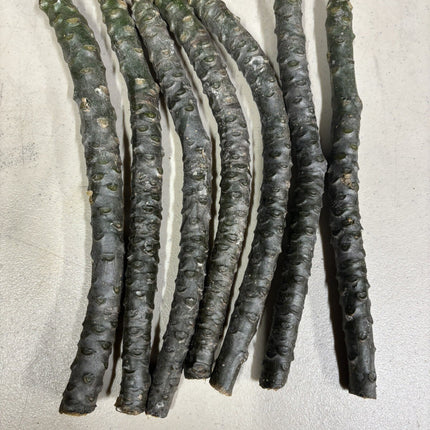 Pink Plumeria Fresh Starter Cutting Single Head 10Inch Unrooted X1