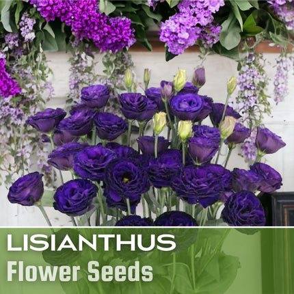 Lisianthus Seeds - 100 Seeds Garden Bloom Flower Seed Flowers Non Gmo Heirloom