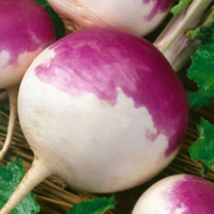 Seven Top Turnip Seed, NON-GMO, Heirloom Turnip Seed, 500 Seeds