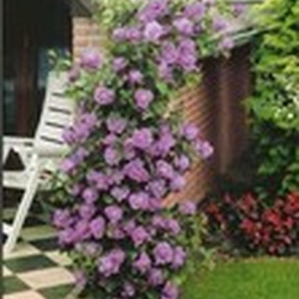 20Pcs Purple Climbing Rose Seeds - Rare Non-Gmo Heirloom Variety for Your Garden
