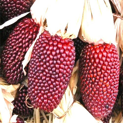 Strawberry Popcorn Corn Seeds | Heirloom / Non-Gmo | Free Shipping | 1113