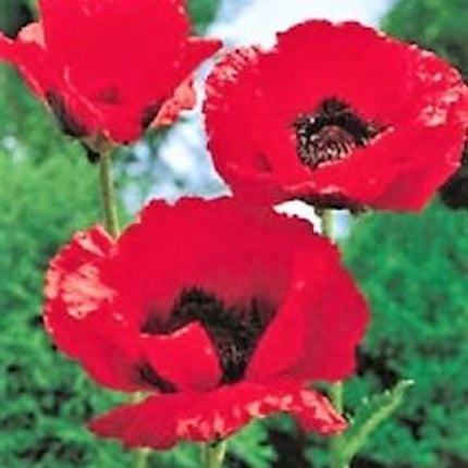 Red Poppy Seeds - Papaver Rhoeas Seeds - Red Corn Poppy Flower Seeds - USA