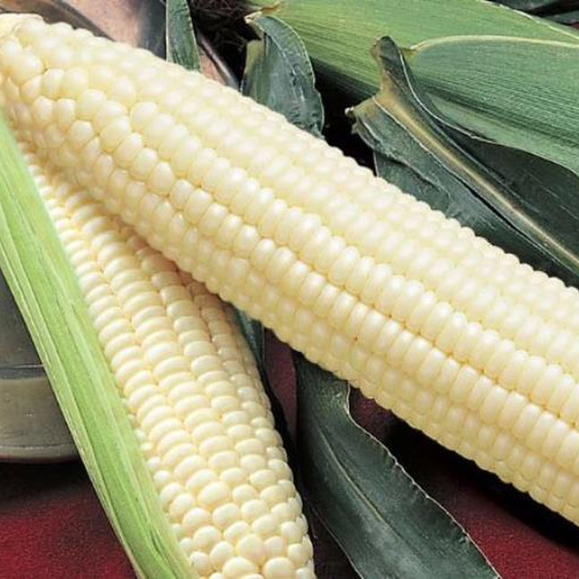Silver Queen Corn Seed, USA Grown, Untreated Seed, NON GMO, 50 Seeds