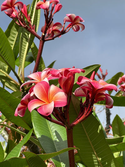 Pink Plumeria Fresh Starter Cutting Single Head 10Inch Unrooted X1