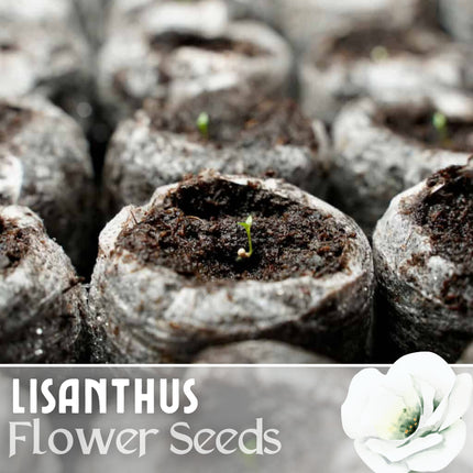 Lisianthus Seeds - 100 Seeds Garden Bloom Flower Seed Flowers Non Gmo Heirloom