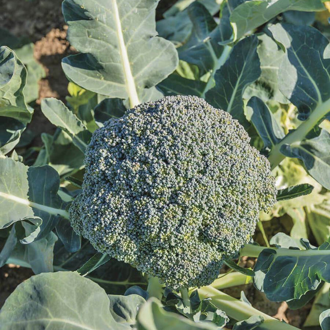 200+ Broccoli Seeds Waltham Broccoli Non GMO Fresh Garden Vegetable USA