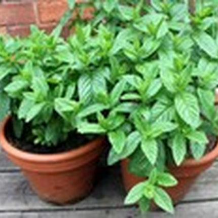 100+ Peppermint Seeds(Mentha Piperita) Heirloom Perennial Herbal USA