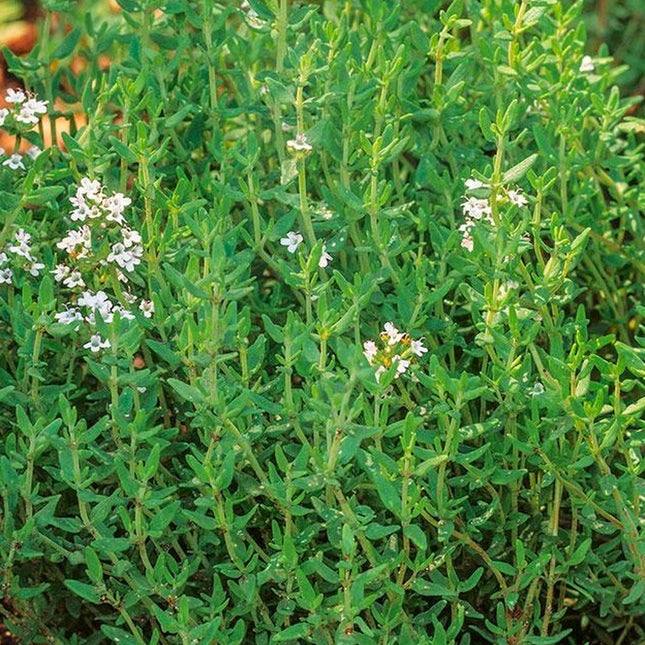 1000+Common Thyme Seeds True Winter Thyme Perennial Kitchen Garden Herb USA