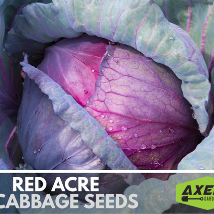 Red Acre Cabbage Heirloom Non-Gmo Seeds