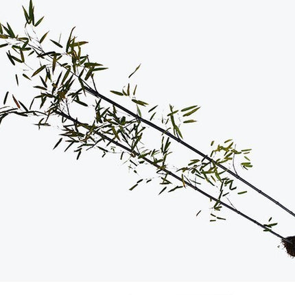 50+Black Bamboo Seeds Bamboo Bonsai Garden Home Decoration Cold Resistance USA