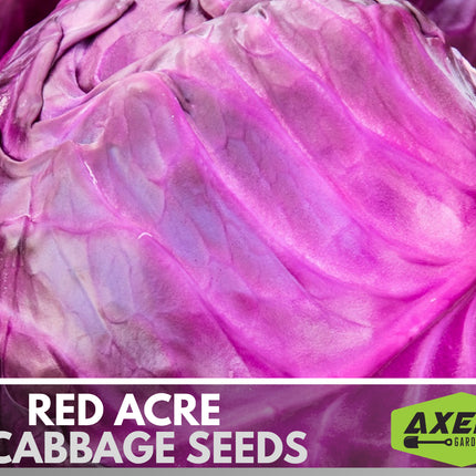 Red Acre Cabbage Heirloom Non-Gmo Seeds