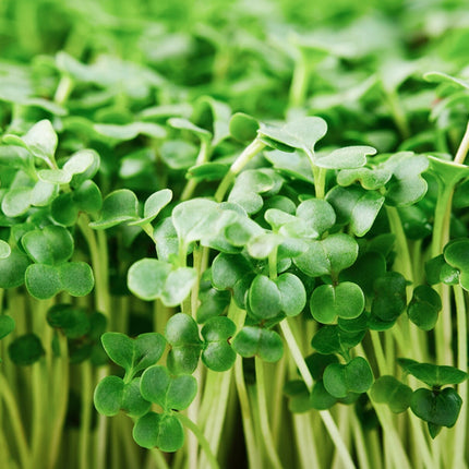 Organic Broccoli MICROGREEN Seeds | Heirloom Non GMO Sprouting Seeds