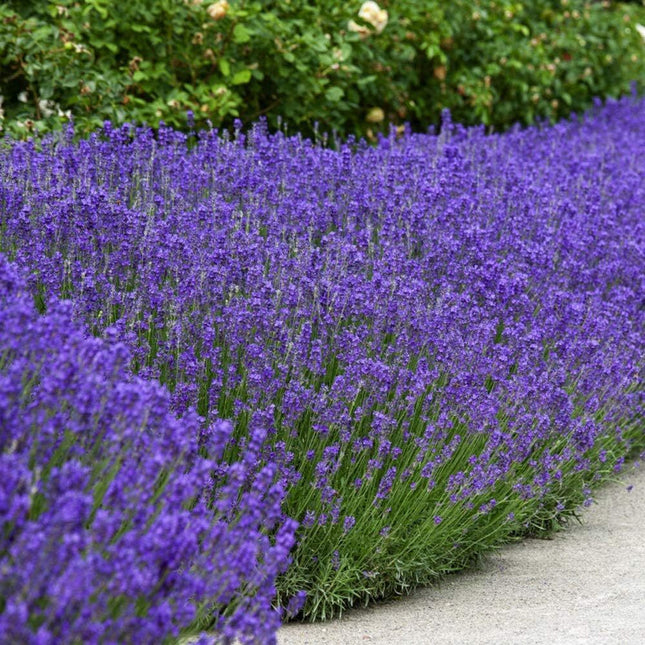Outsidepride English Lavender Seeds - 10000 Pcs Perennial, Drought-Tolera