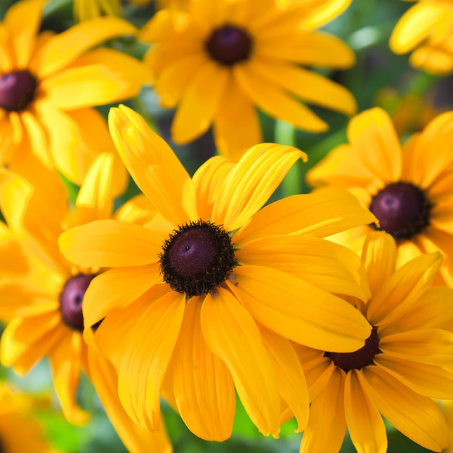 Black Eyed Susan Seeds - Heirloom Perennial Non-Gmo Flower Rudbeckia Seeds
