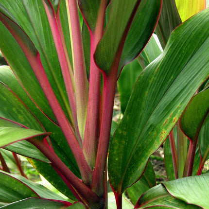 Hawaiian Green/Pink/Red Hybrid Ti Leaf Fresh Cuttings 6Inch Starter Logs X3