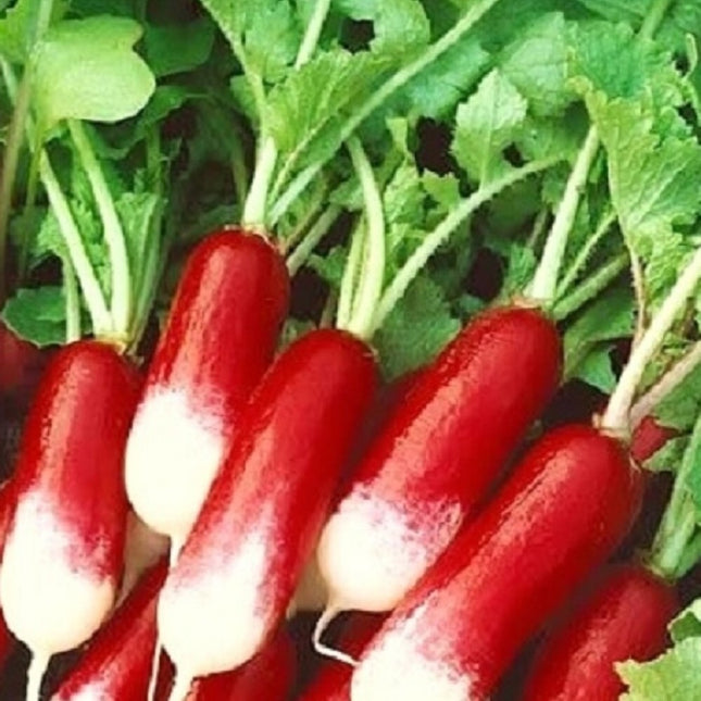 French Breakfast Radish Seeds | NON-GMO Radish Seed | Heirloom Garden Seeds