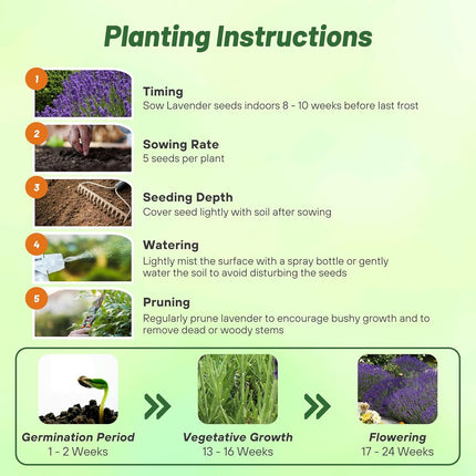 Outsidepride English Lavender Seeds - 10000 Pcs Perennial, Drought-Tolera