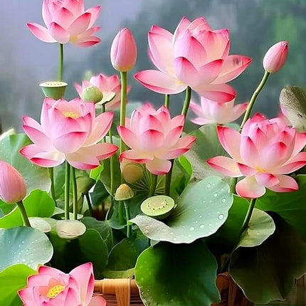 35 Pcs Bonsai Lotus Seeds for Planting Bowl Lotus Seeds, Water Lily Flower Plant