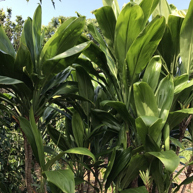 Hawaiian Green Ti Leaf Fresh Cuttings 6Inch Starter Logs X3