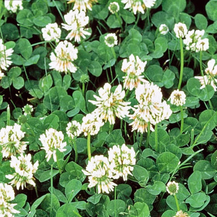 White Dutch Clover Cover Crop Seeds | NON-GMO | Heirloom | Fresh Flower Seeds