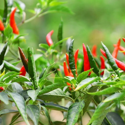 100 Seeds HEIRLOOM THAI CHILI HOT PEPPER FRESH SEEDS, USA
