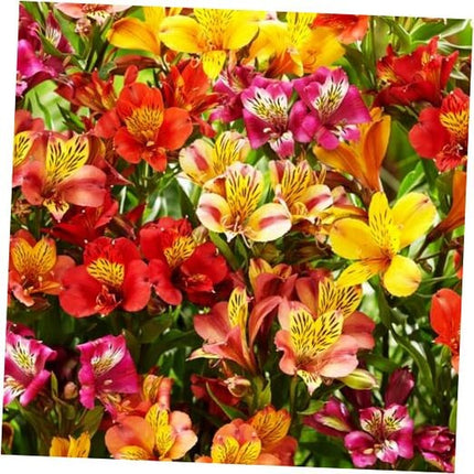 30+ Mixed Alstroemeria Seeds for Planting Outdoors-Peren
